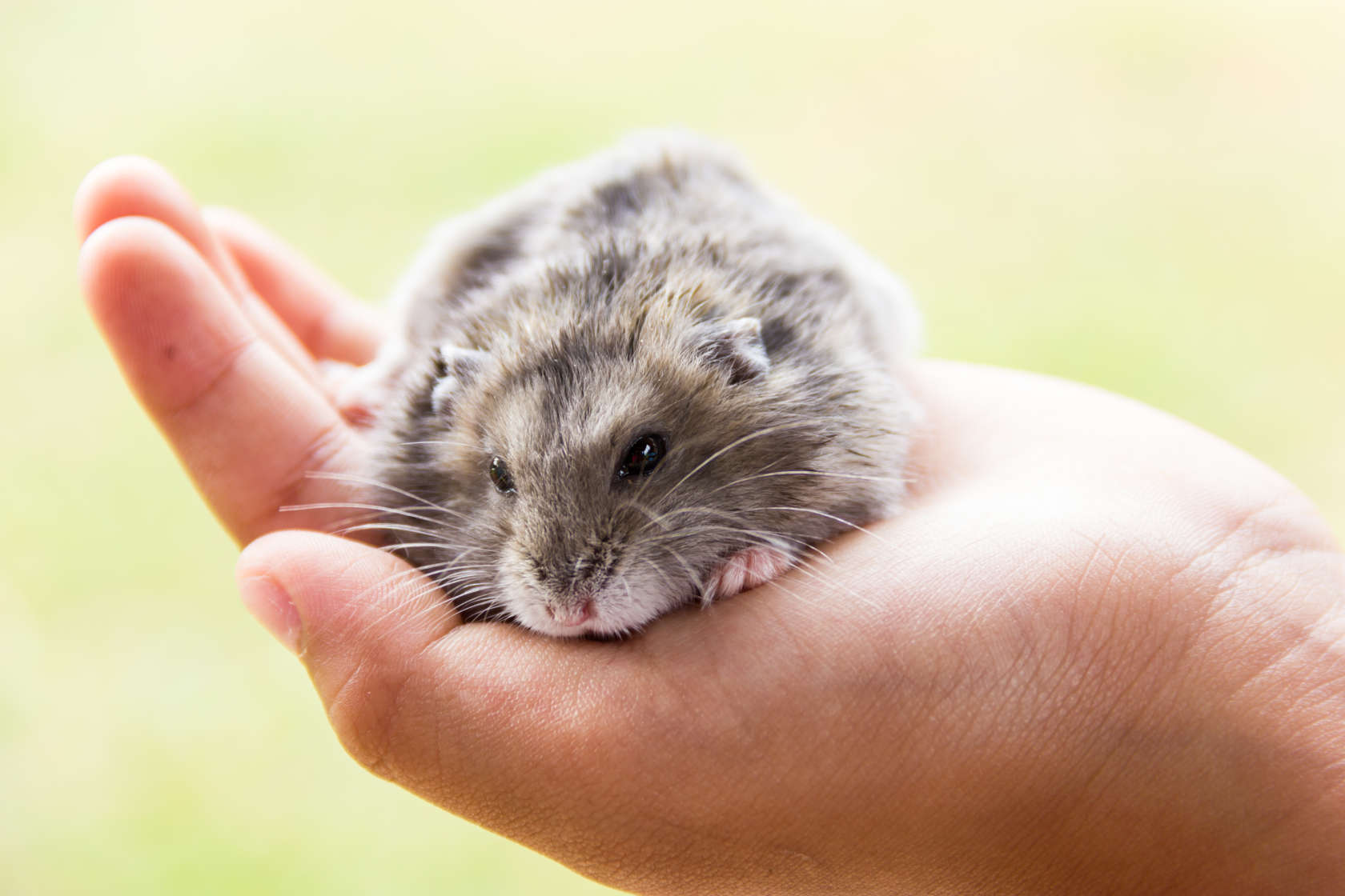 En grå hamster som holdes i håndflaten