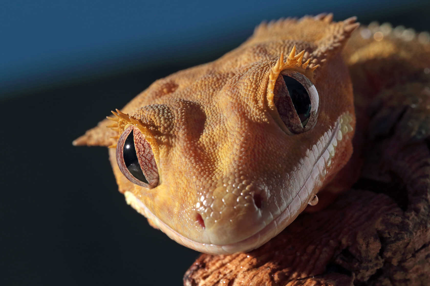 Nærbilde av en kranset gekko