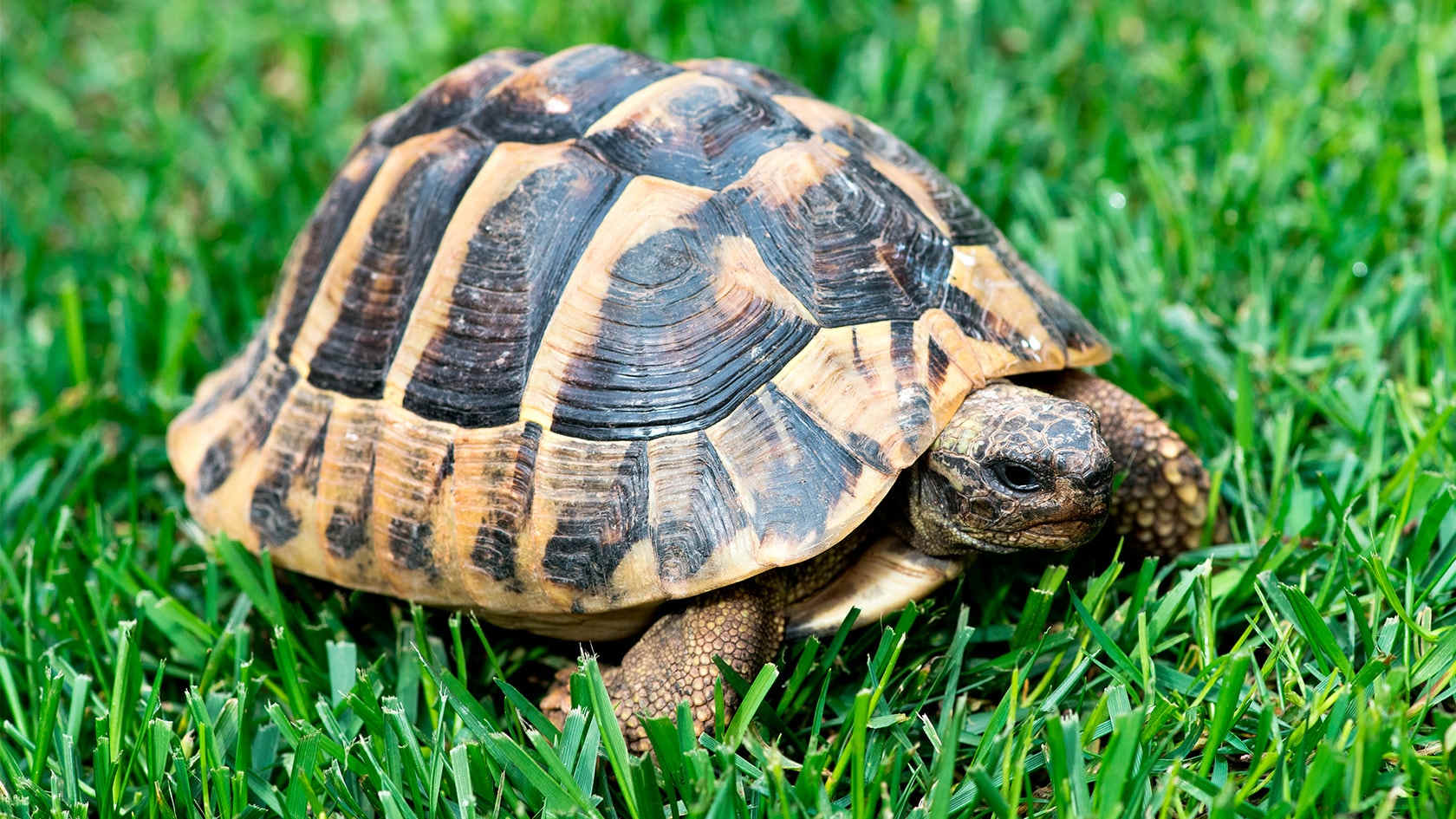 Gresk landskilpadde i gresset