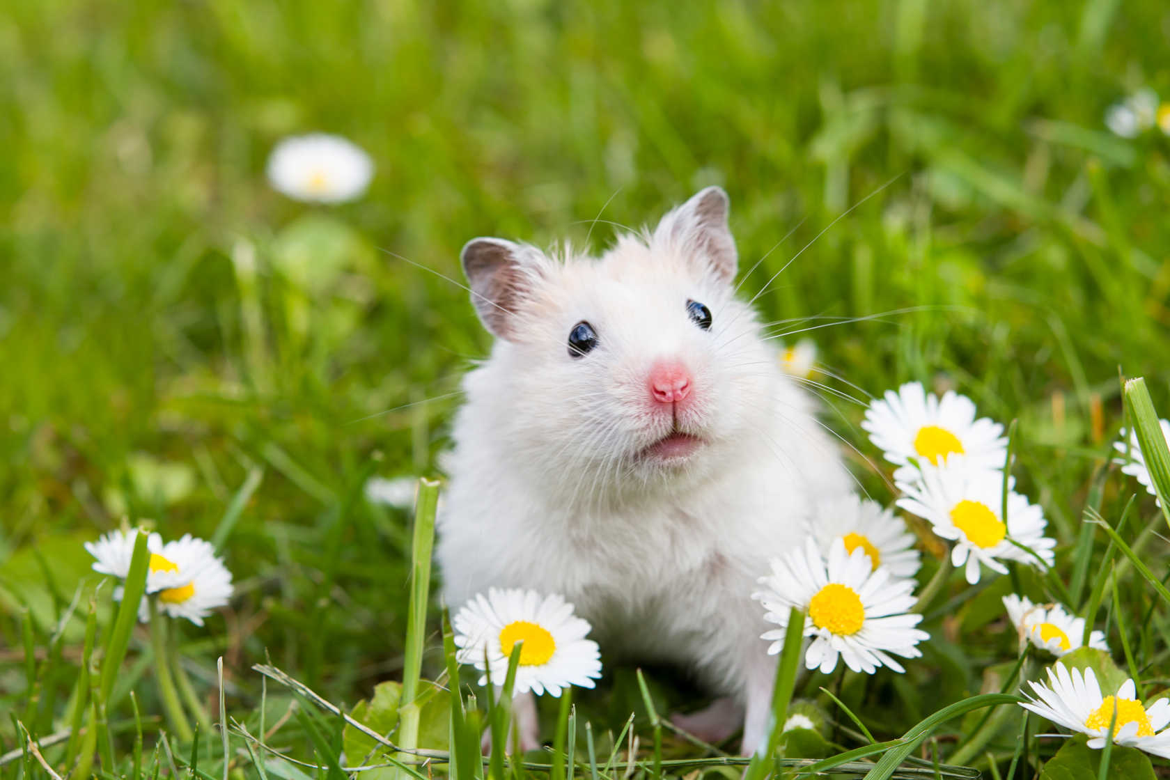 En hvit hamster i gresset med hvite blomster rundt