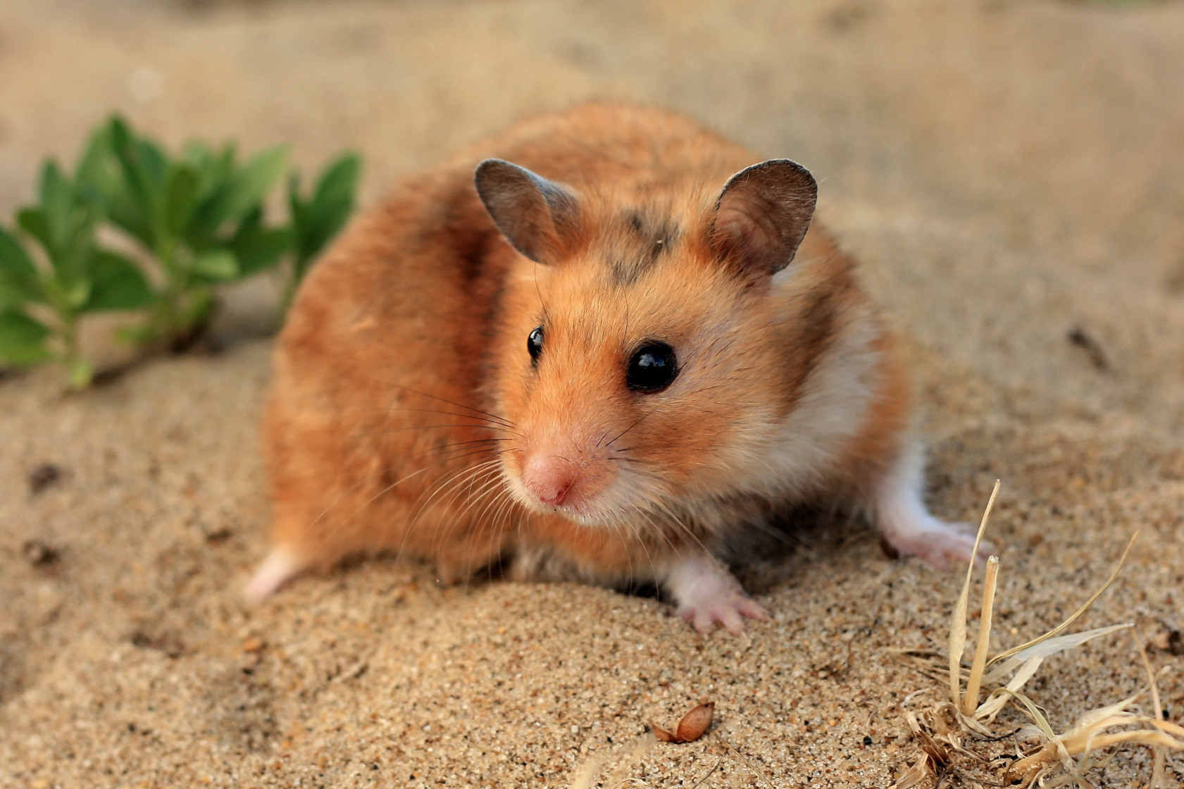 En hamster i sanden