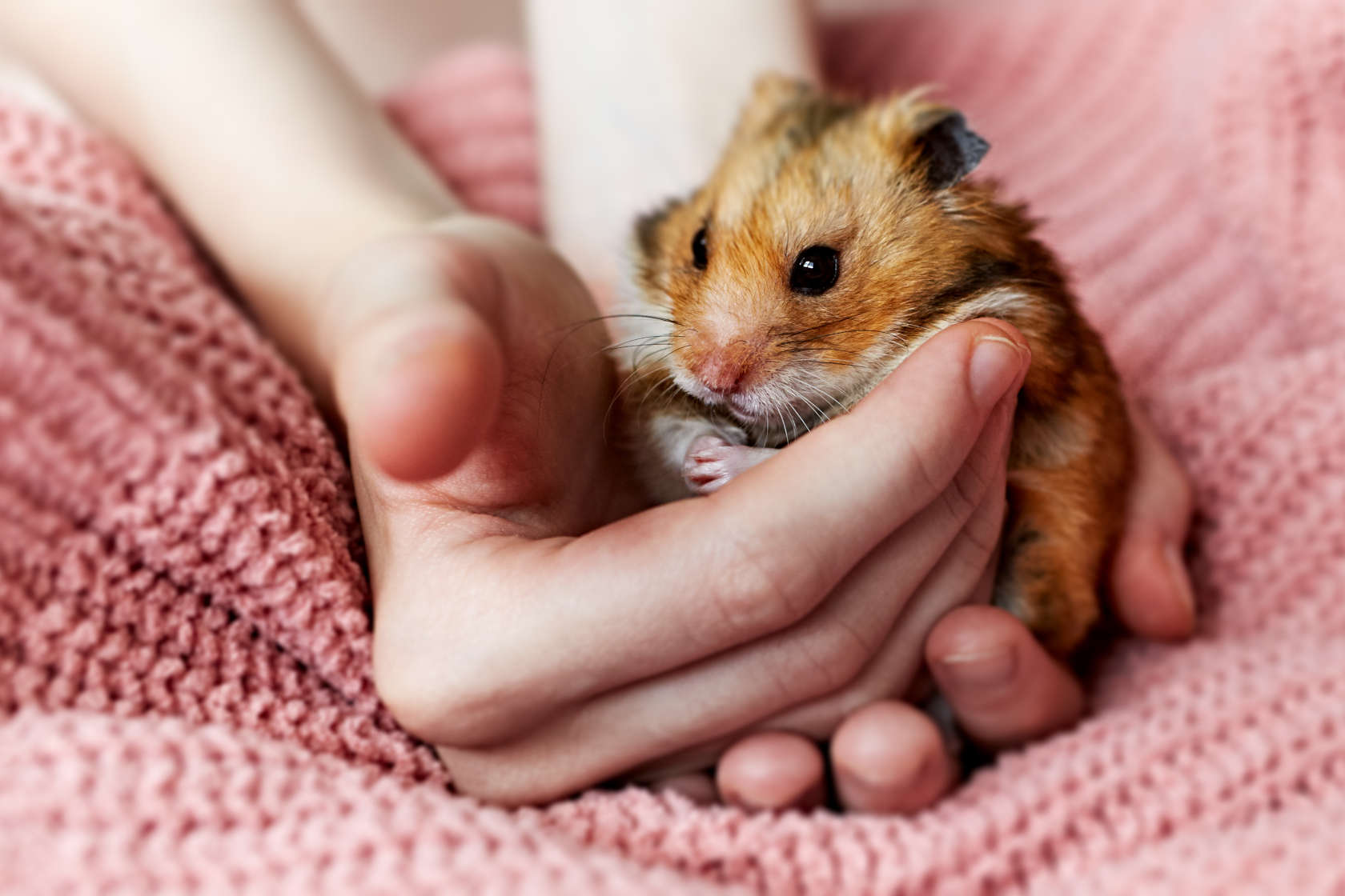 En hamster som holdes i håndflaten på et rosa teppe