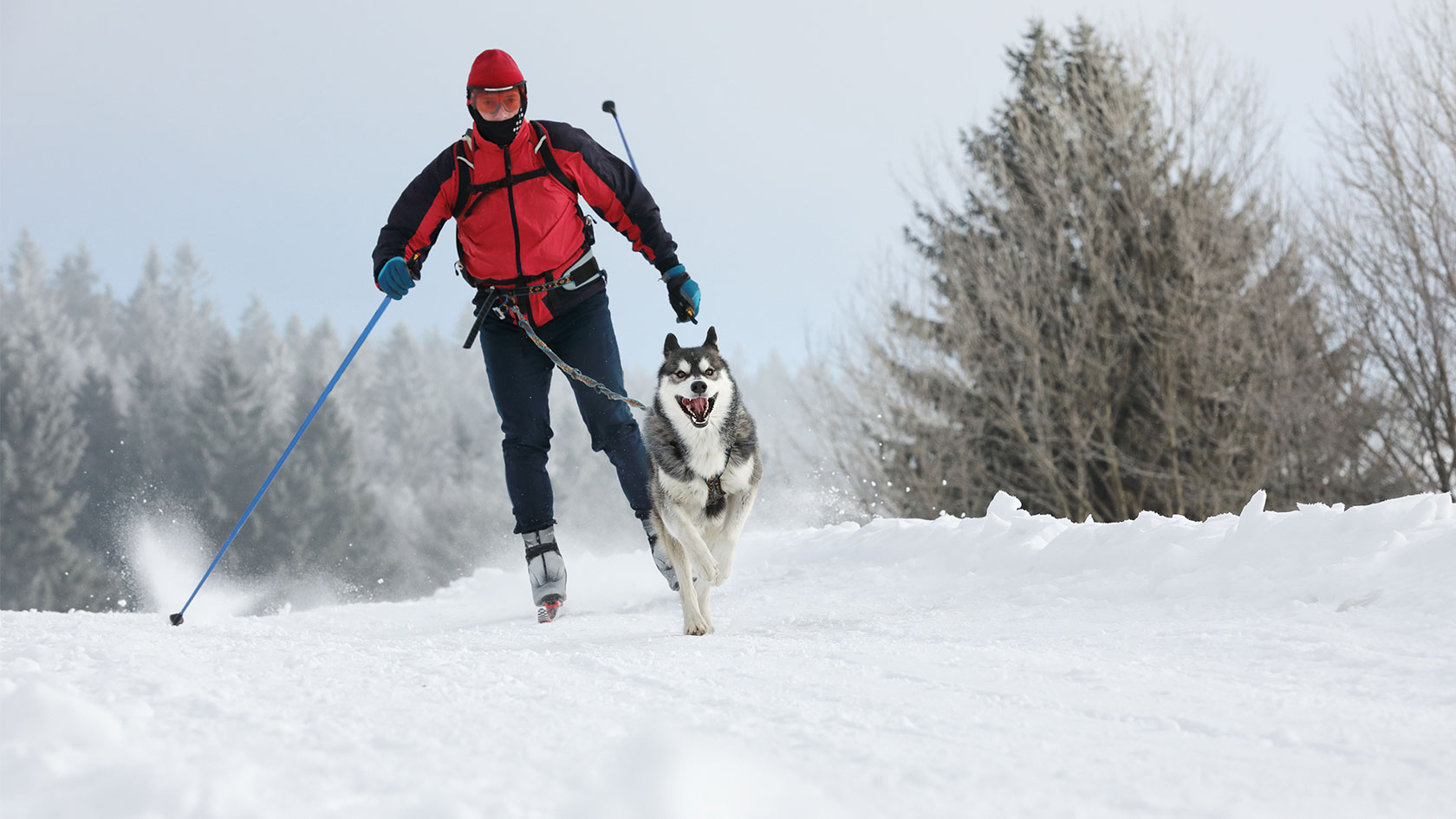 En husky som trekker en mann på ski