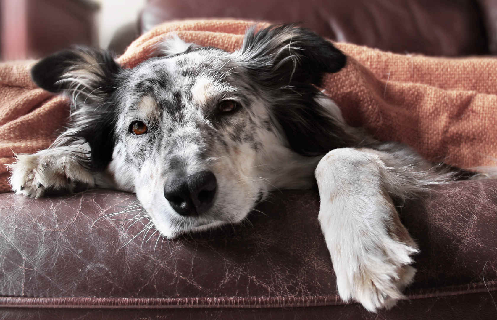 En hund som ligger på sofaen under et pledd