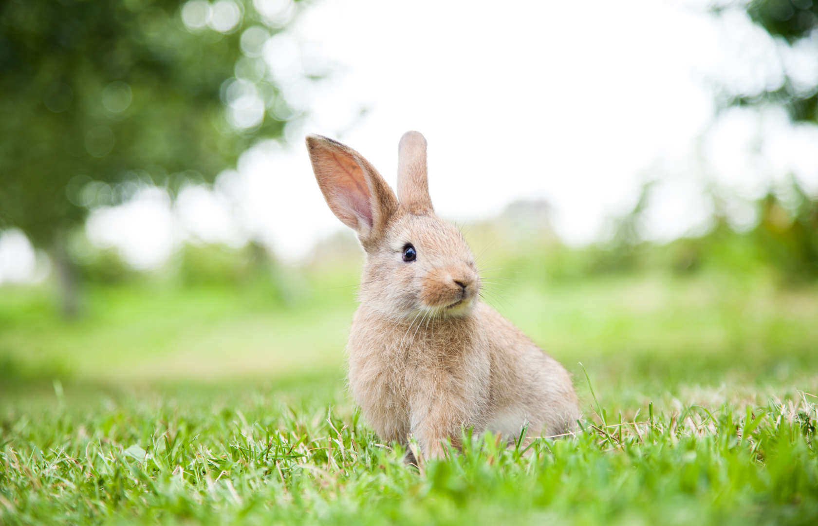 En kanin som sitter i en grønn park