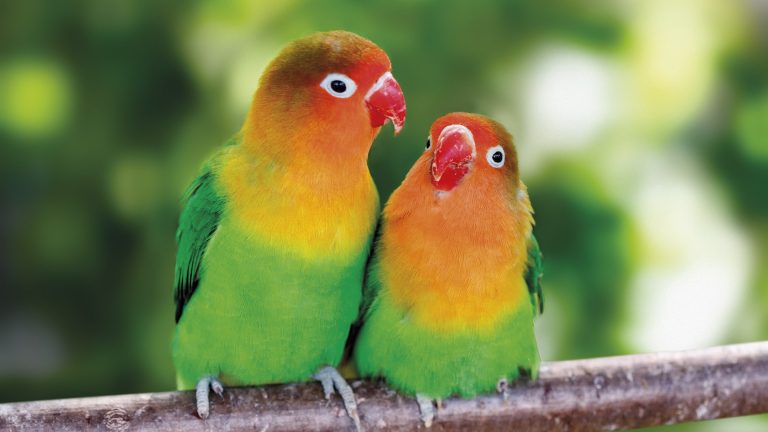 To tropiske fugler som sitter på en grein ute