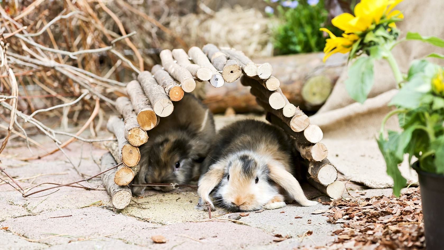 To kaniner under en hule av grener