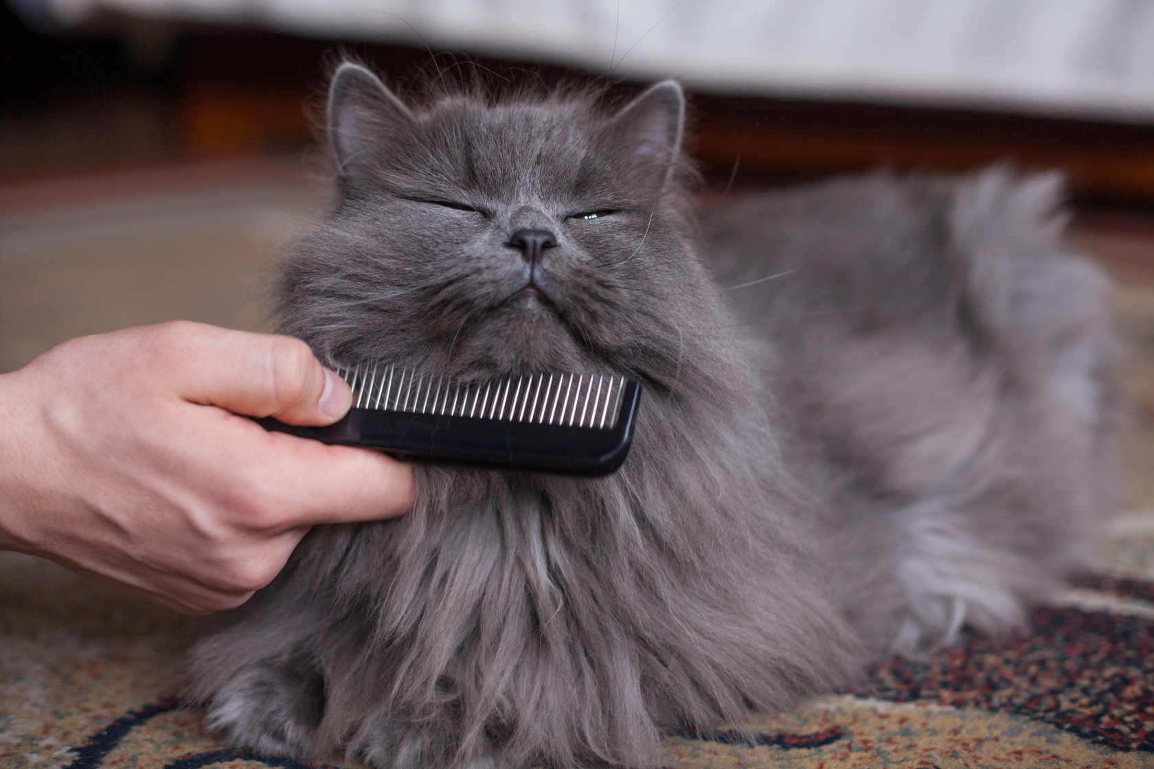 En grå katt som blir børstet