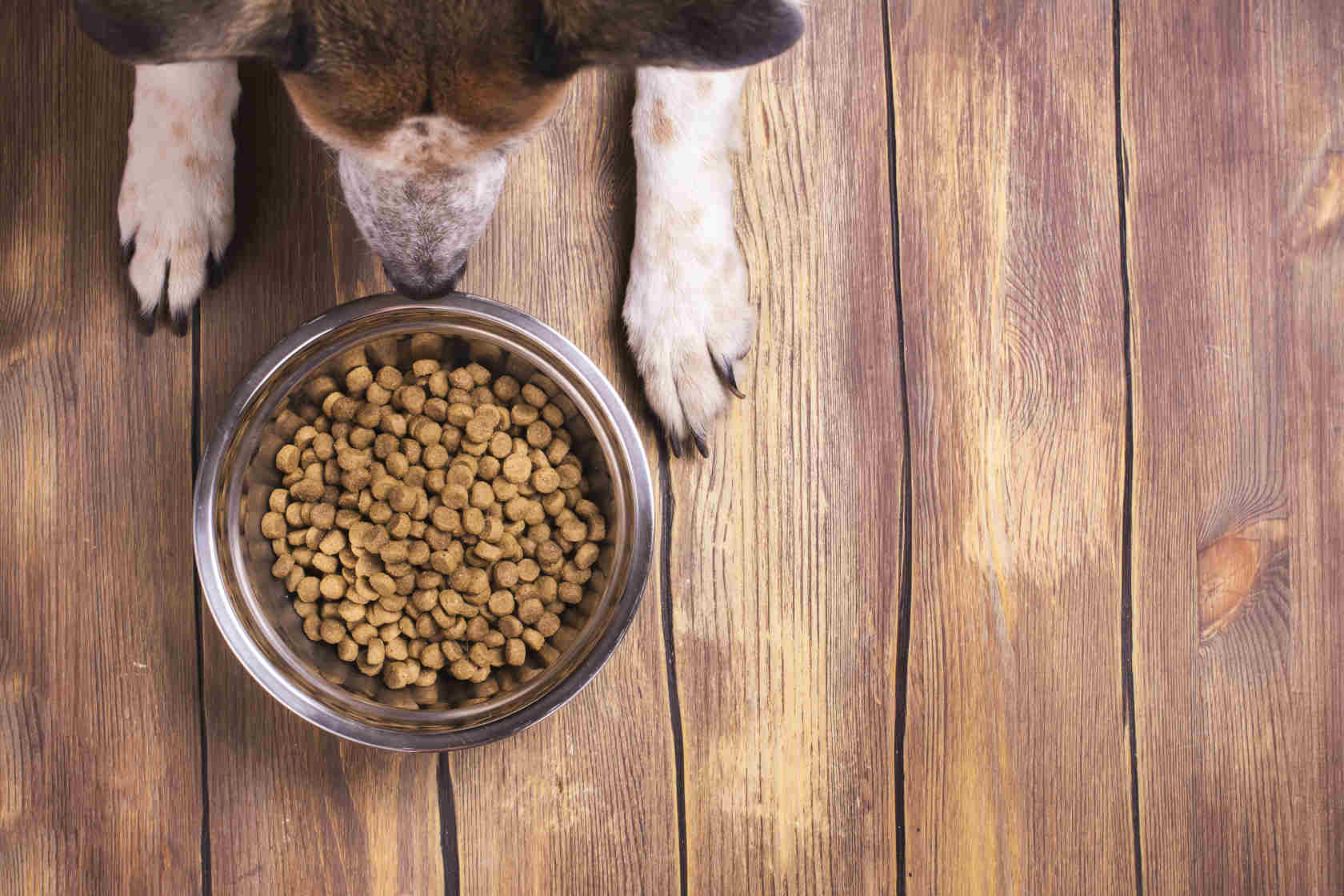 En hund med en full matskål foran seg, sett ovenifra