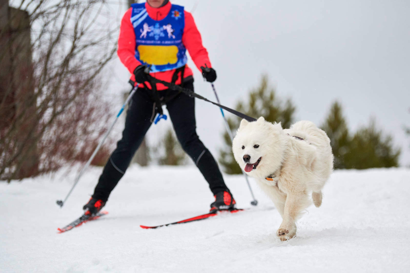 vedtage Forholdsvis Løb På ski med hunden - tips og råd | Zookjeden Buddy