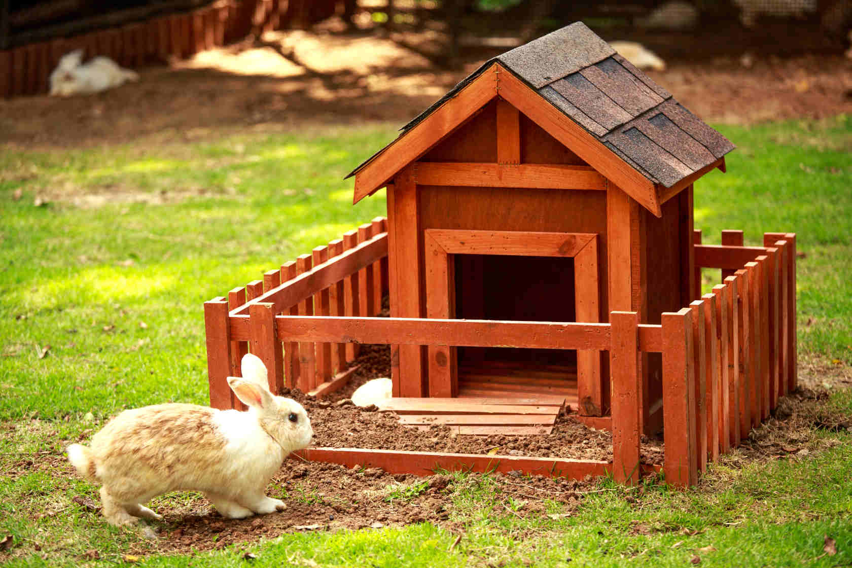 En kanin utenfor et kaninhus i luftegården