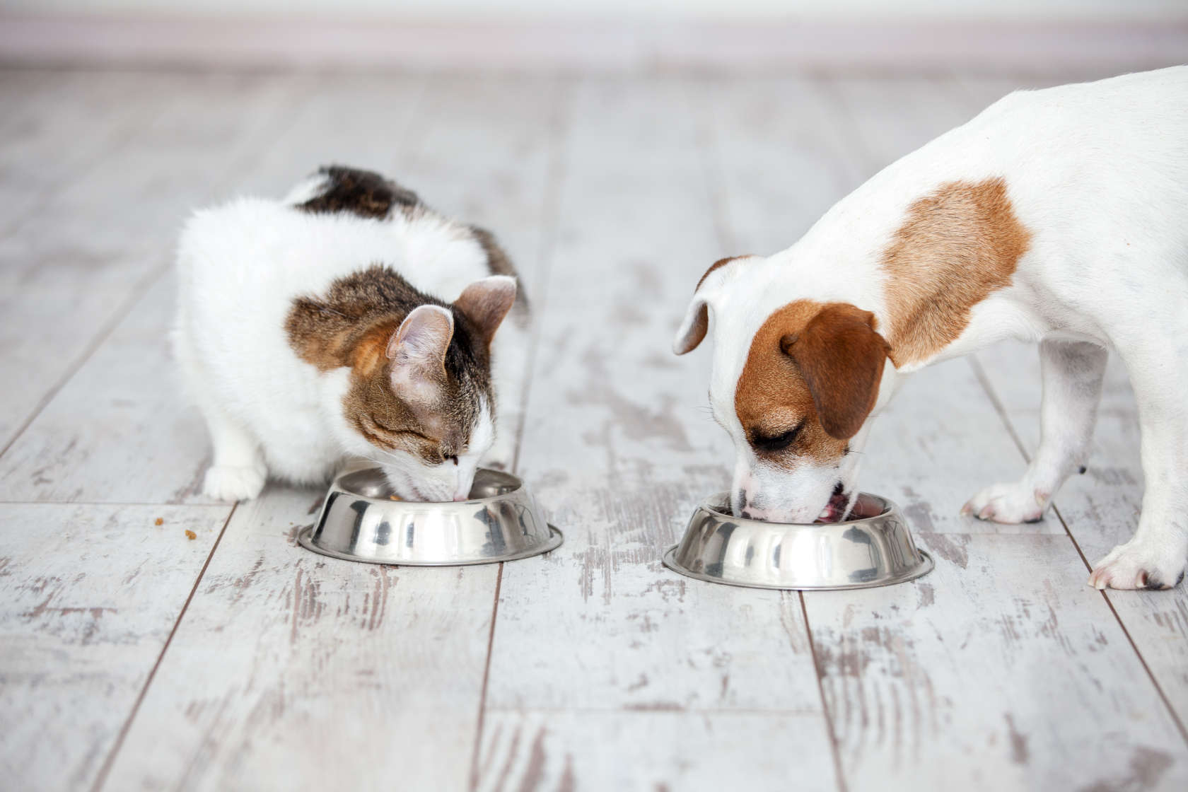En katt og en hund som spiser av hver sin matskål