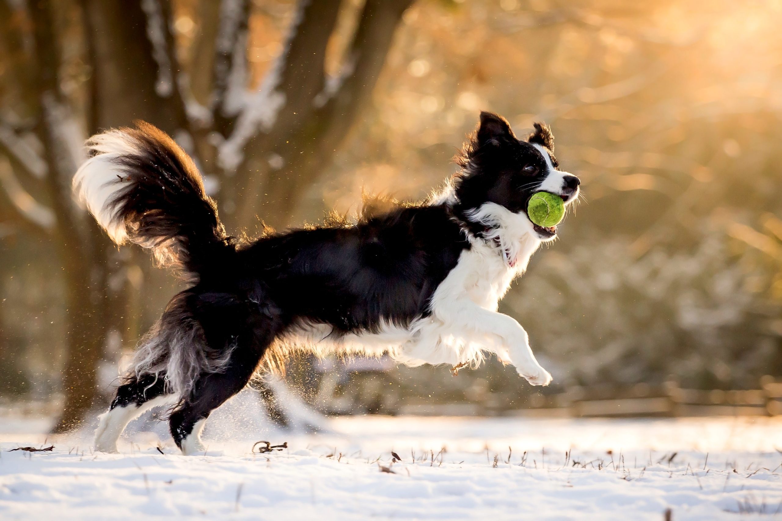 Avbildet: hund leker med ball