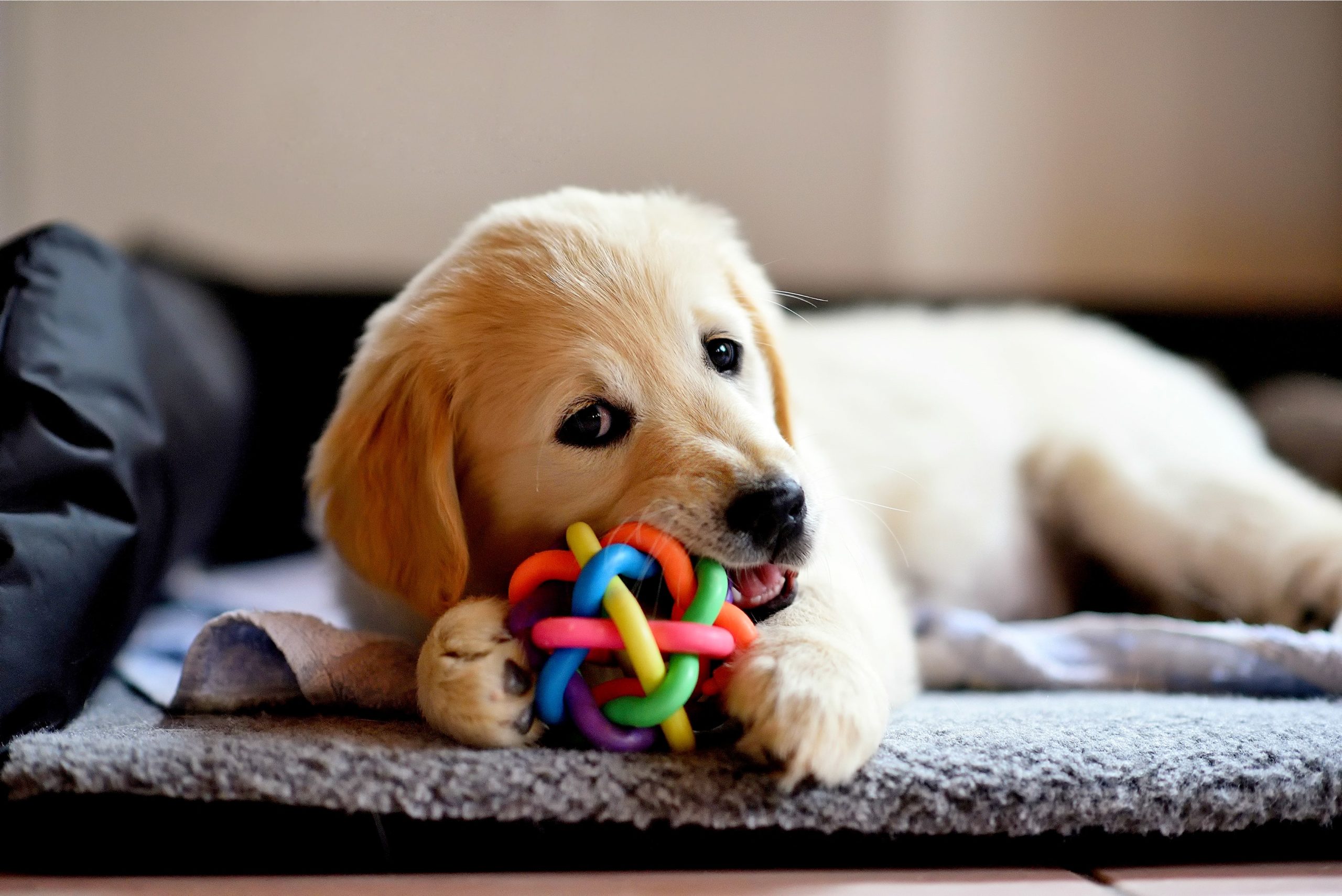 Avbildet: Hund leker med leke innendørs