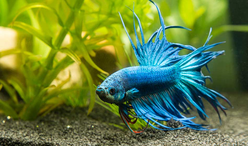 Avbildet: En blå kampfisk i et akvarie