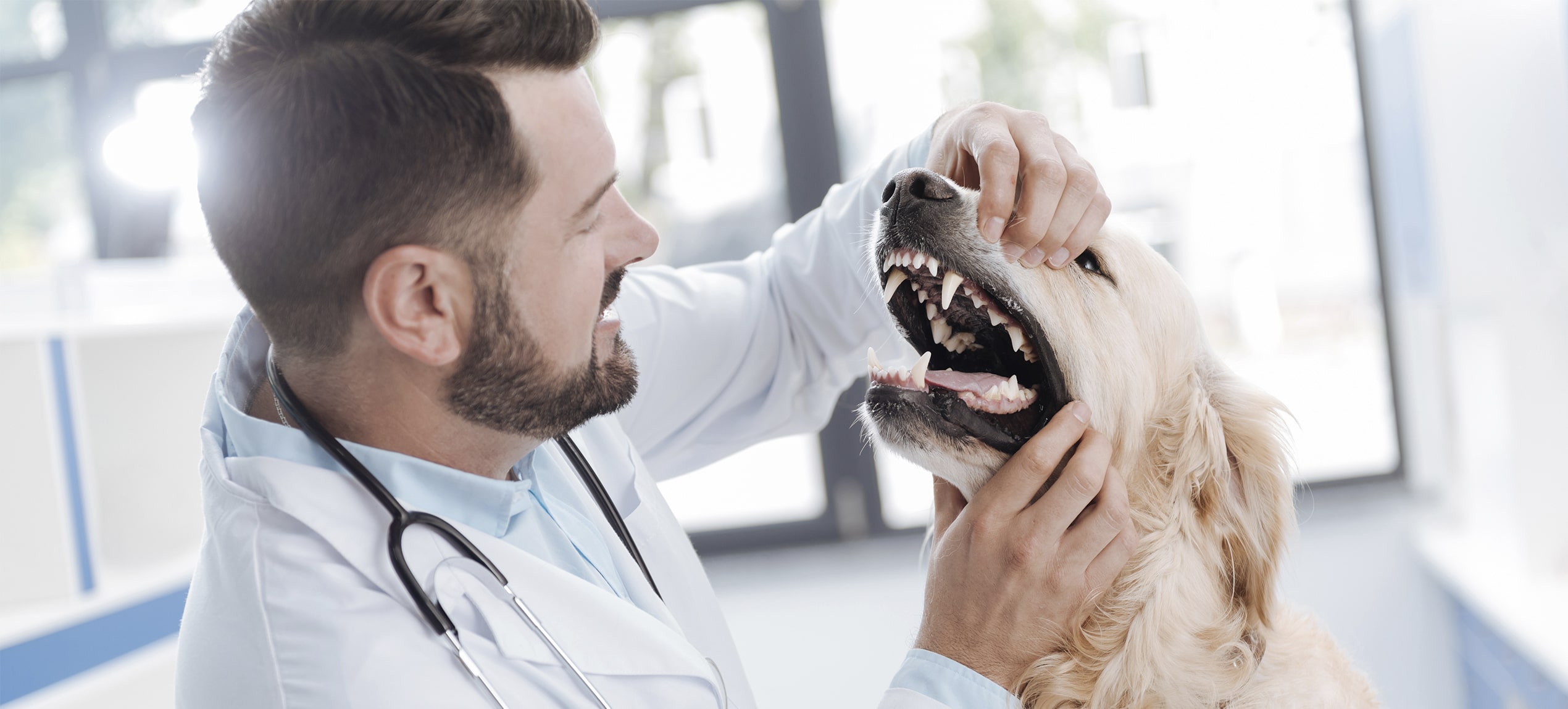 Veterinær sjekker tenner på hunden