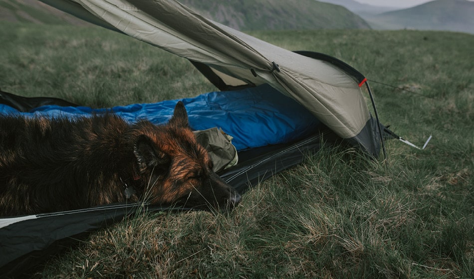 Hund sover ute i telt