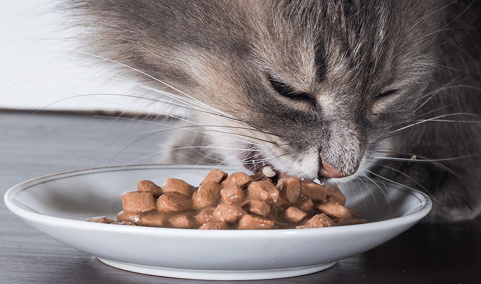 Katt spiser fôr ut av skål