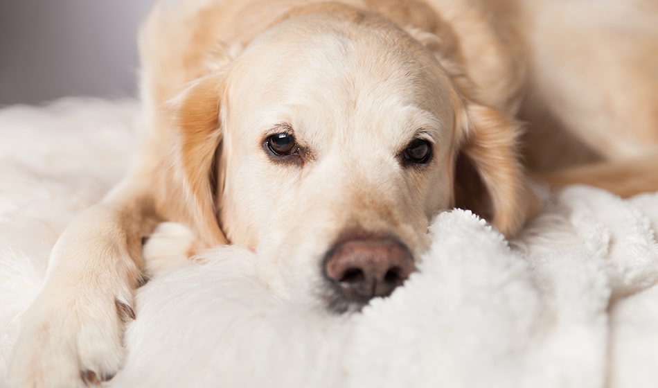 Buddybloggen: 5 tegn på at du har en deprimert hund