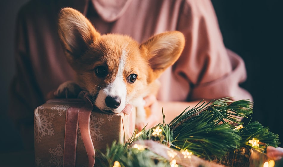 Buddybloggen: Dyr er ikke julegaver