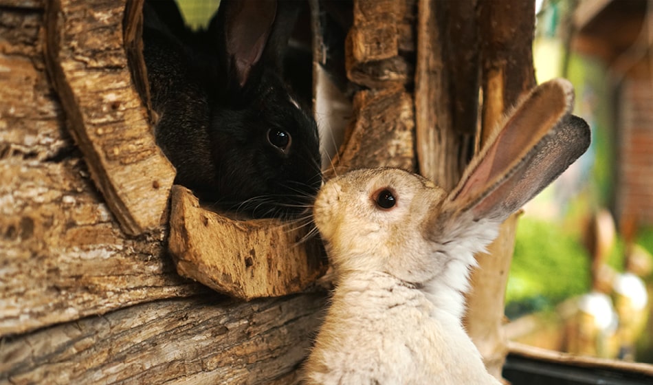 Buddybloggen: Til deg som vurderer kanin som nytt familiemedlem