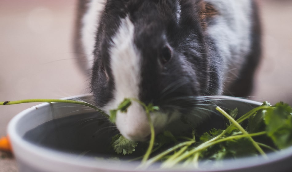 Buddybloggen: Til deg som vurderer kanin som nytt familiemedlem