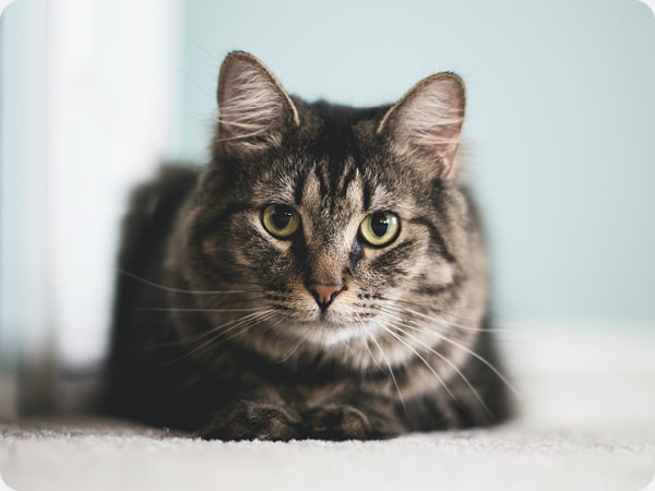 Buddy Club - Katt