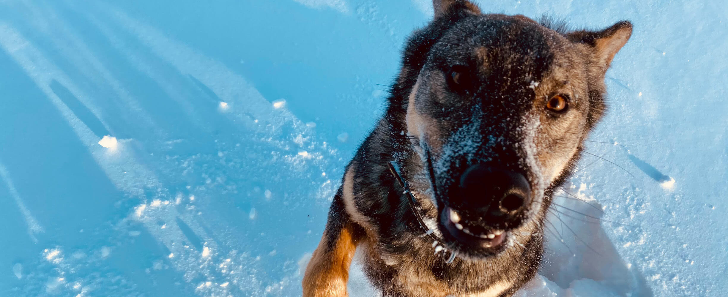 bildet av hund i snø