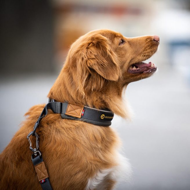 Avbildet: Seleverkstedet Unify Dog Collar, Hundehalsbånd