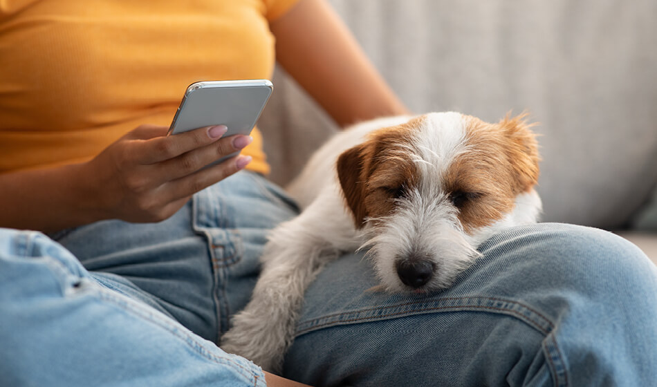 Hund som sitter i fanget på sin eier som leser på mobilen - Tryggedyr