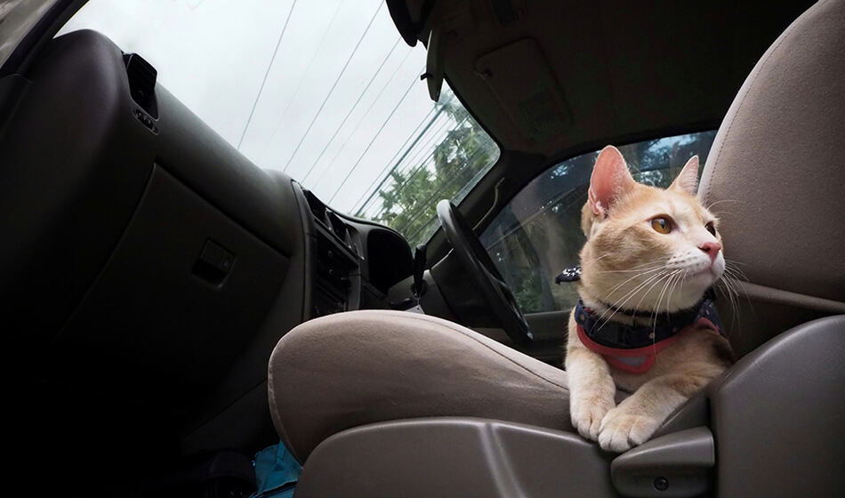 Bildet av katt som er sikret med sikkerhetssele i bil. Tryggedyr