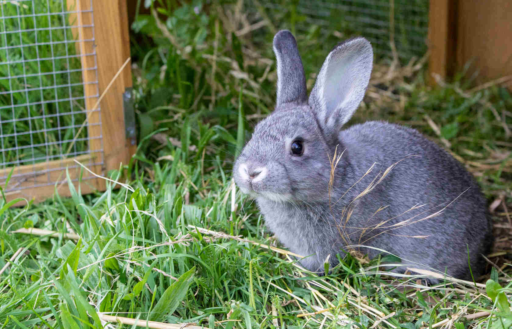 En kanin som sitter på grønt gress i et utebur