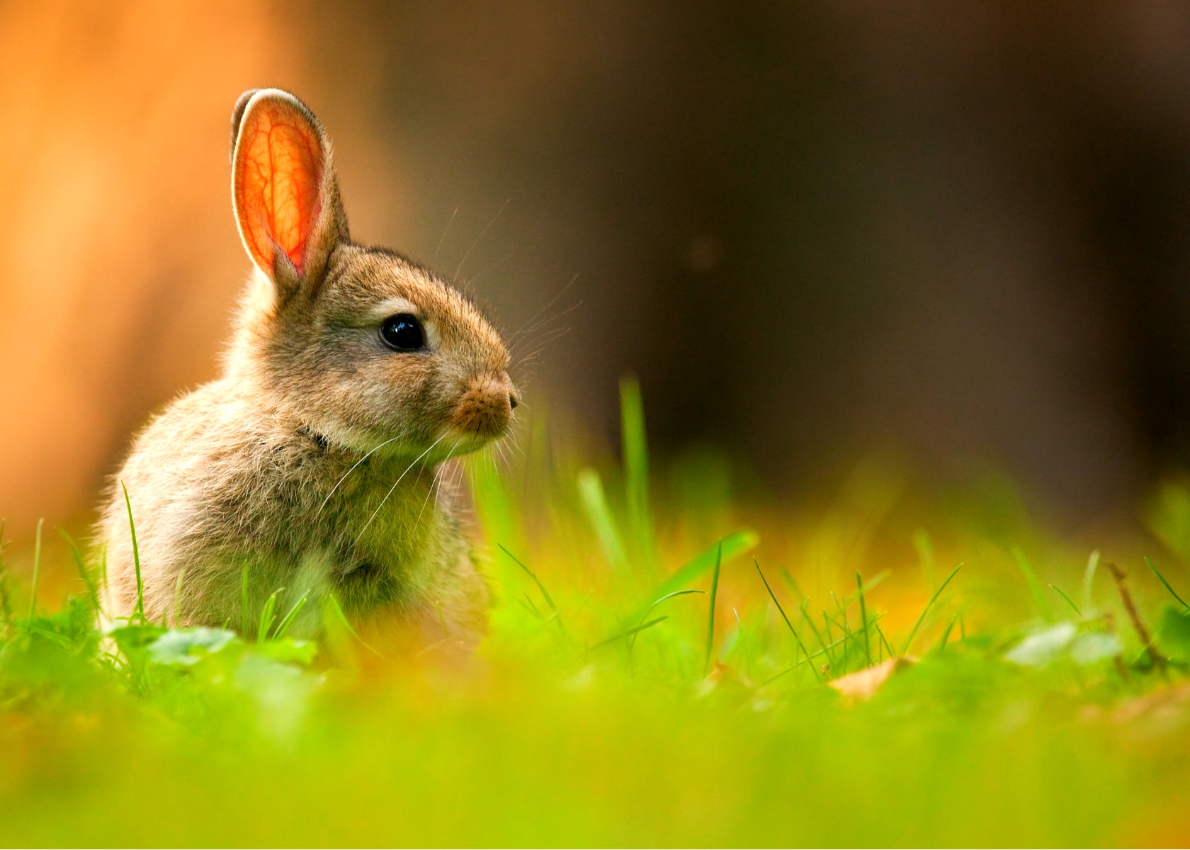 Avbildet: Kanin i naturen