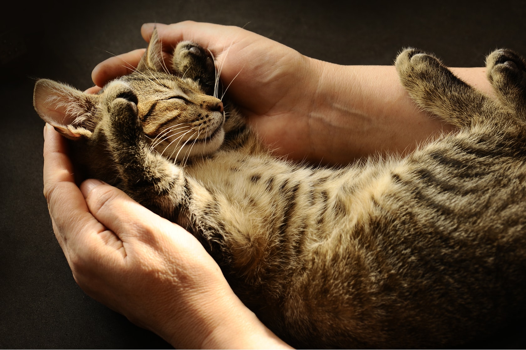 Avbildet: Katt koser i hendene til eier