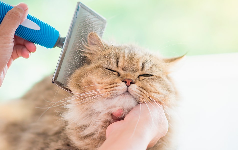 Katt som blir børstet