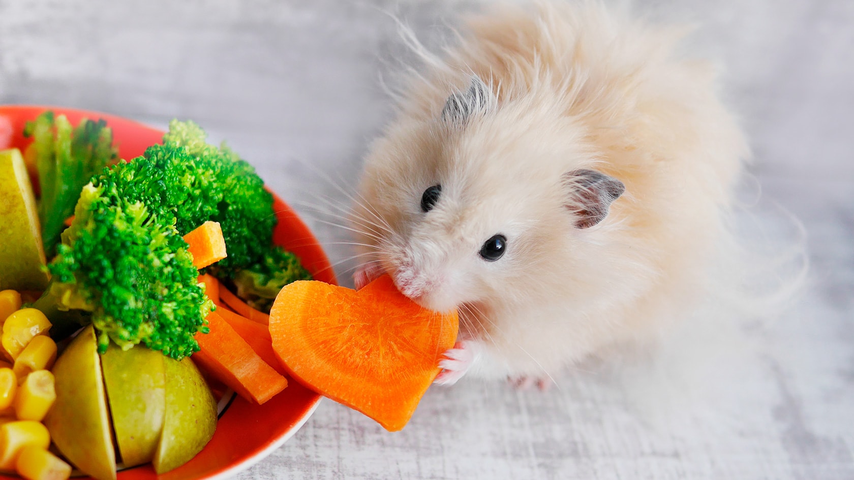 En hamster som spiser gulrot