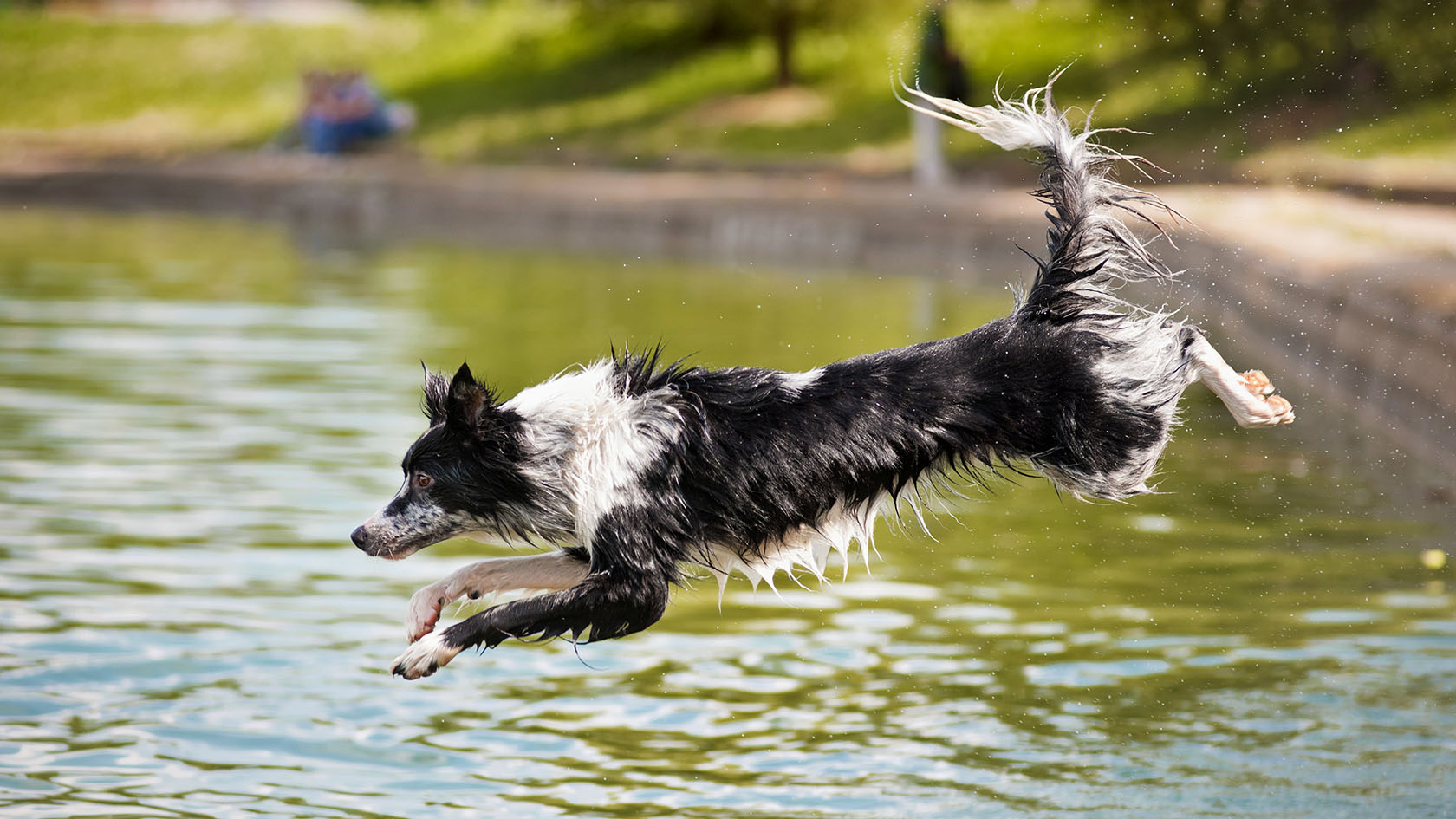 Hund hopper i vannet