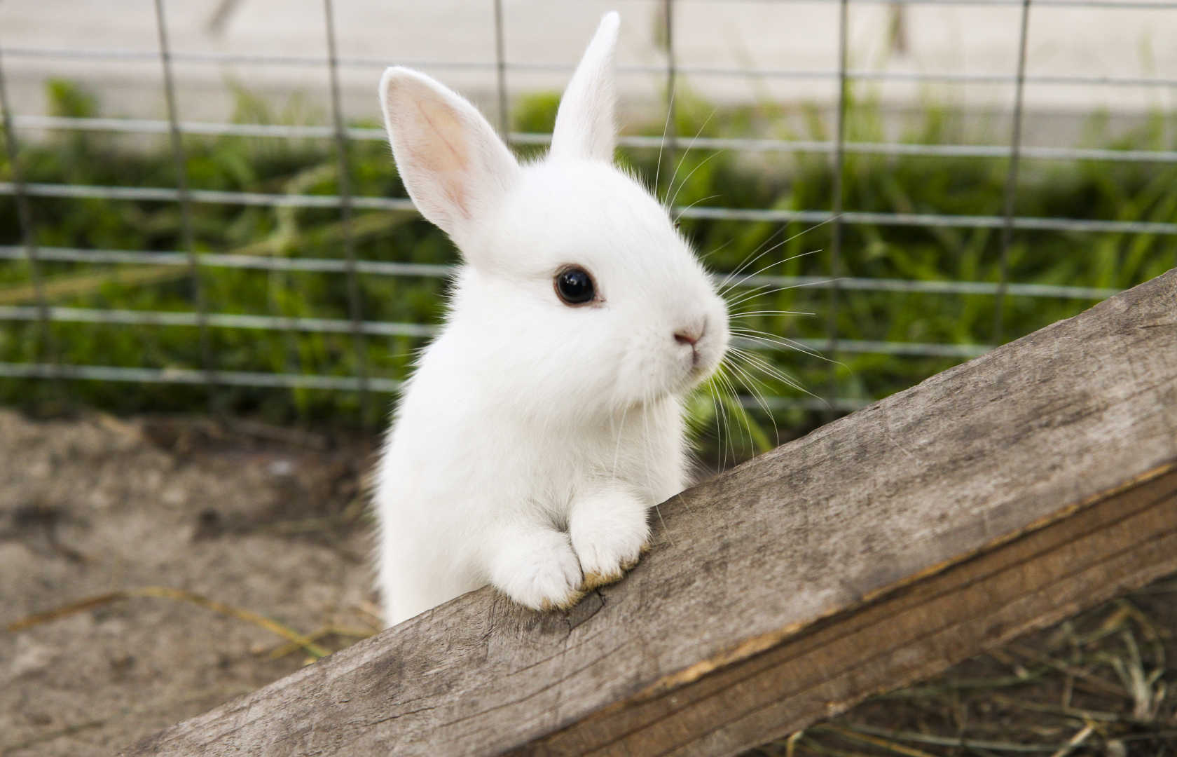 En hvit kanin som titter over en planke i et utebur