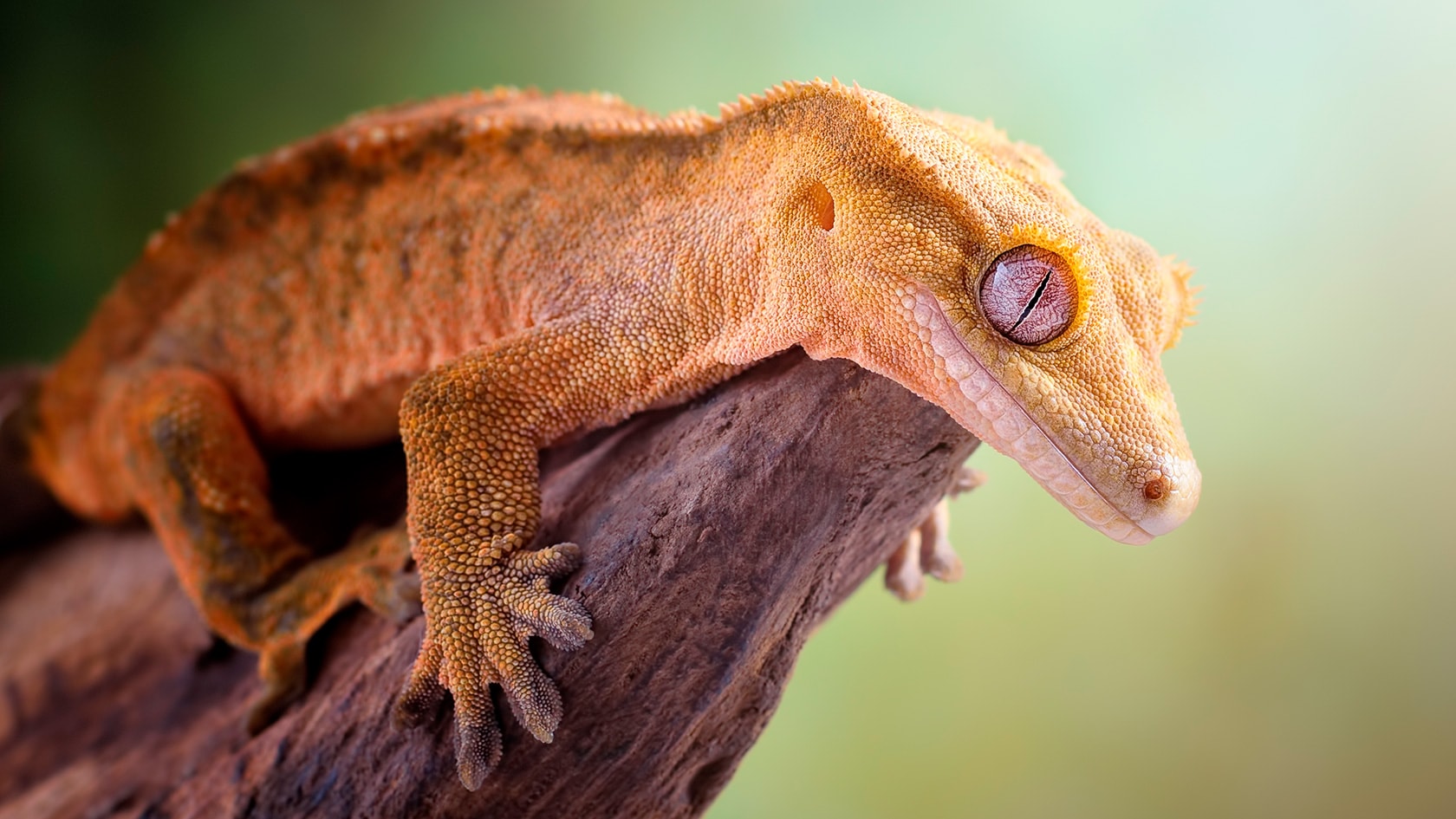 En kranset gekko som sitter på en stubbe