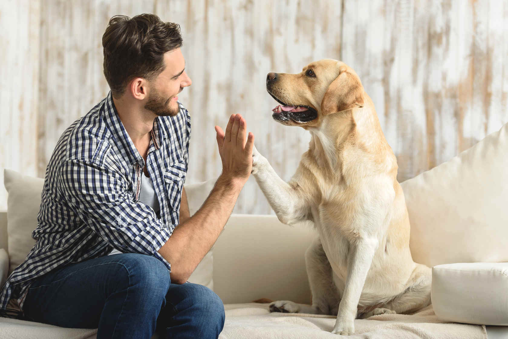 mann og hund som tar high five