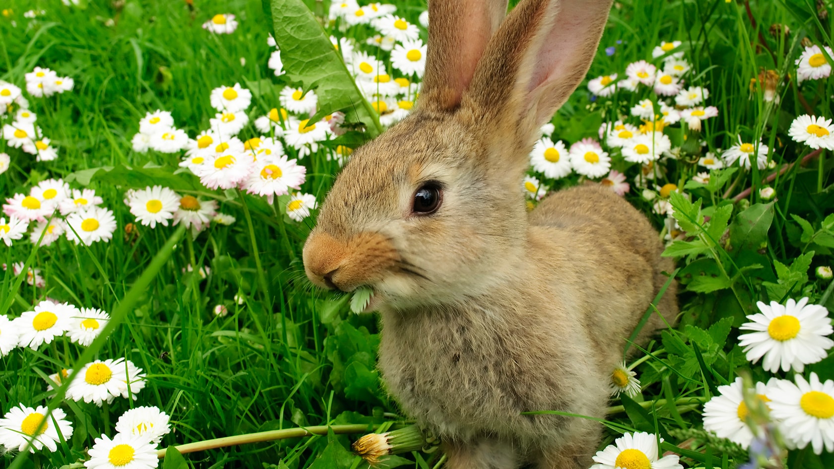 En kanin på gresset med prestekrager rundt
