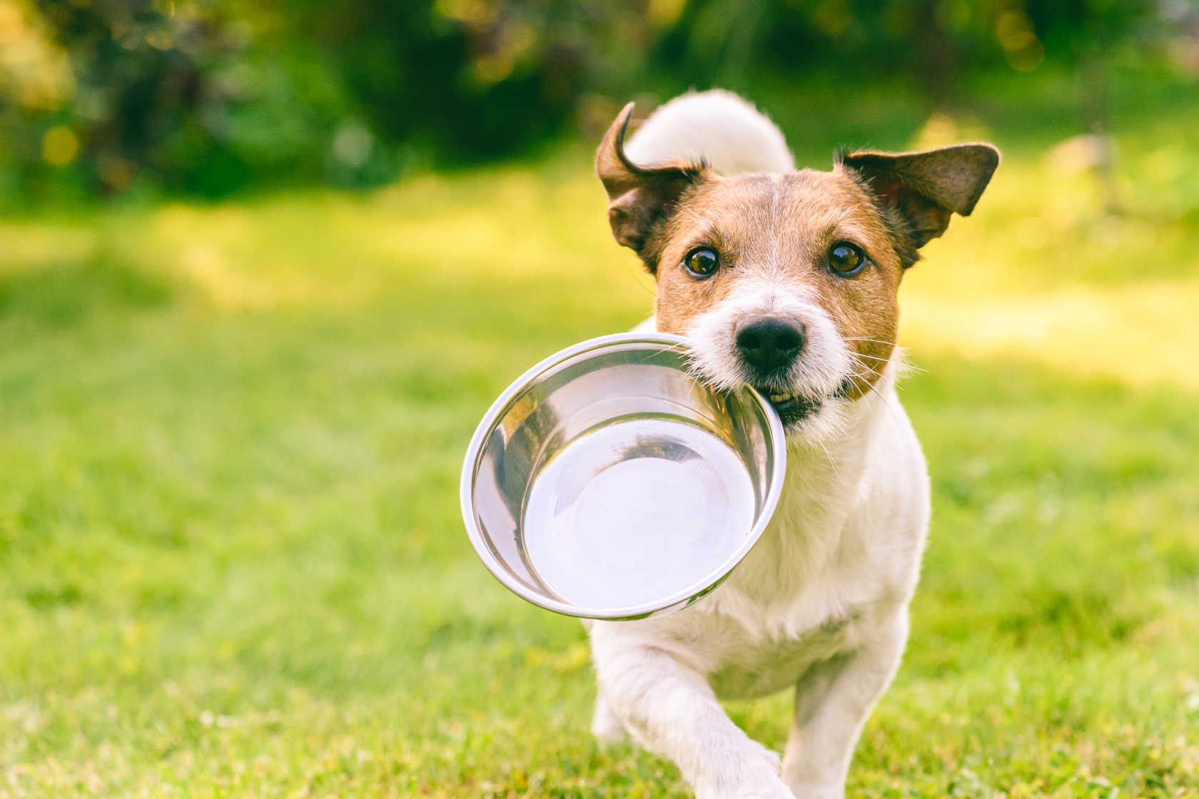 En hund med en matskål i munnen ute på plenen