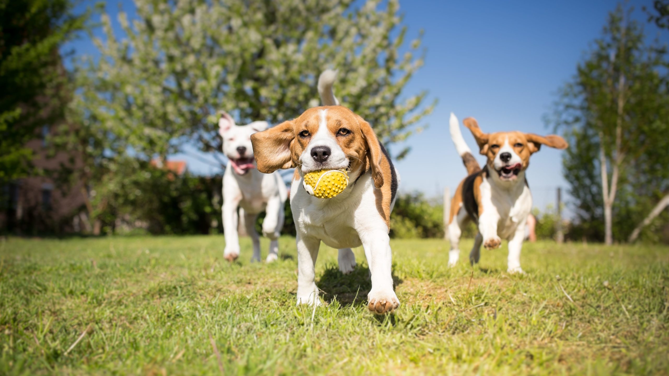 Avbildet: Hunder som leker med ball i parken