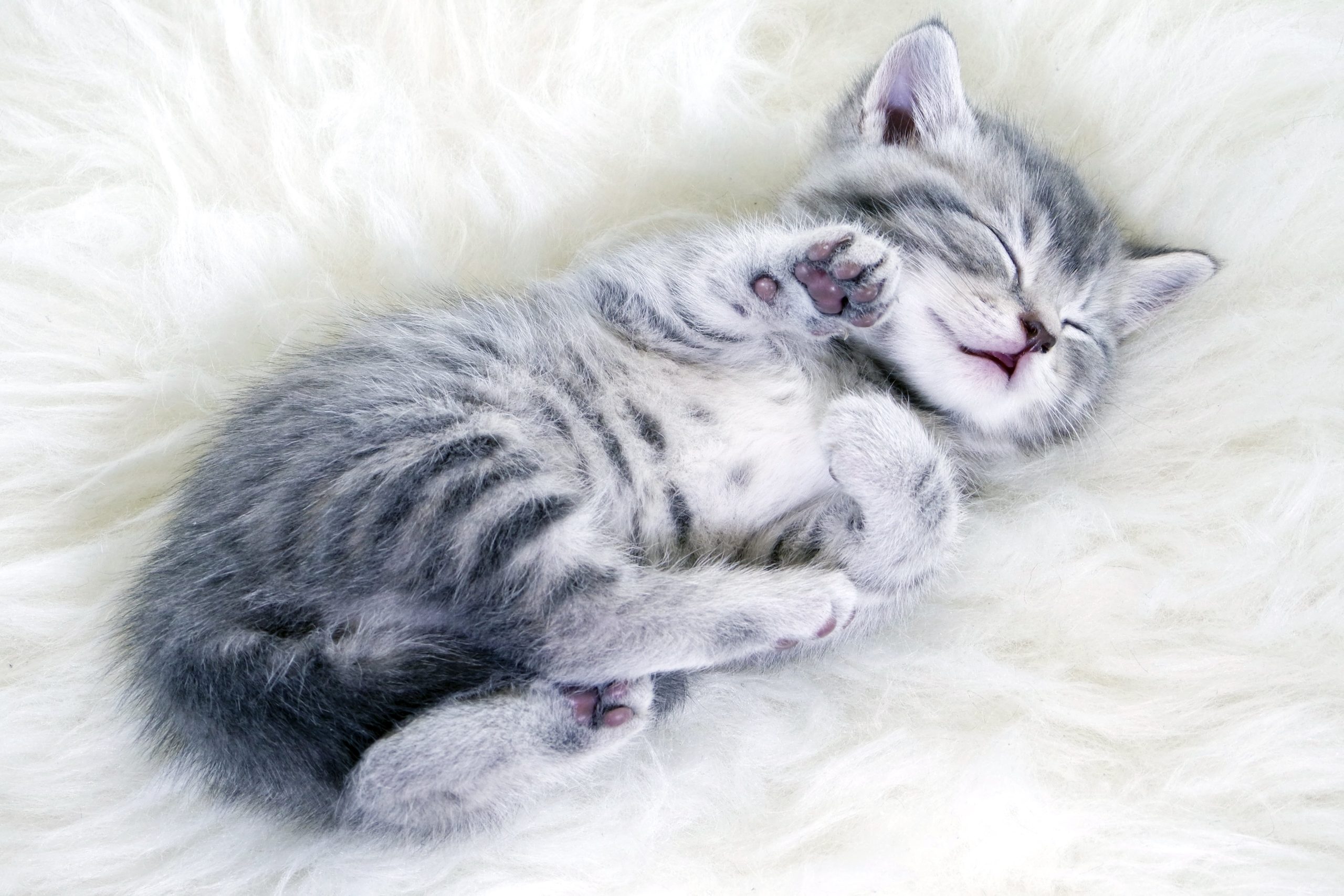 Avbildet: Kattunge som sover
