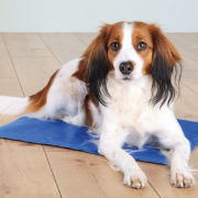 Trixie Kjølematte til hund