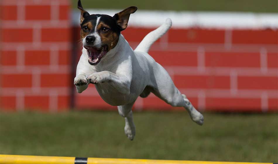 Hund i luftig svev over et agility hinder