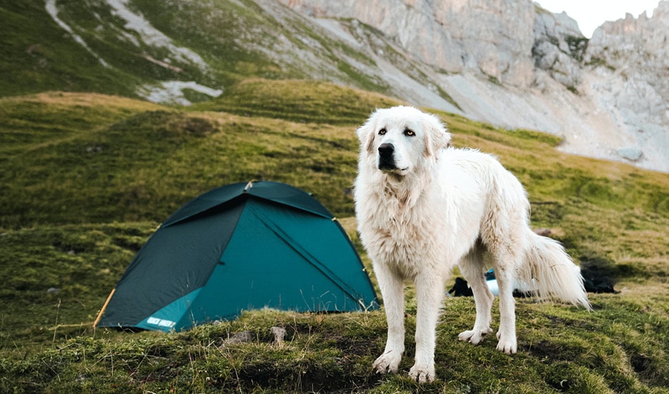 Hund i naturen med telt