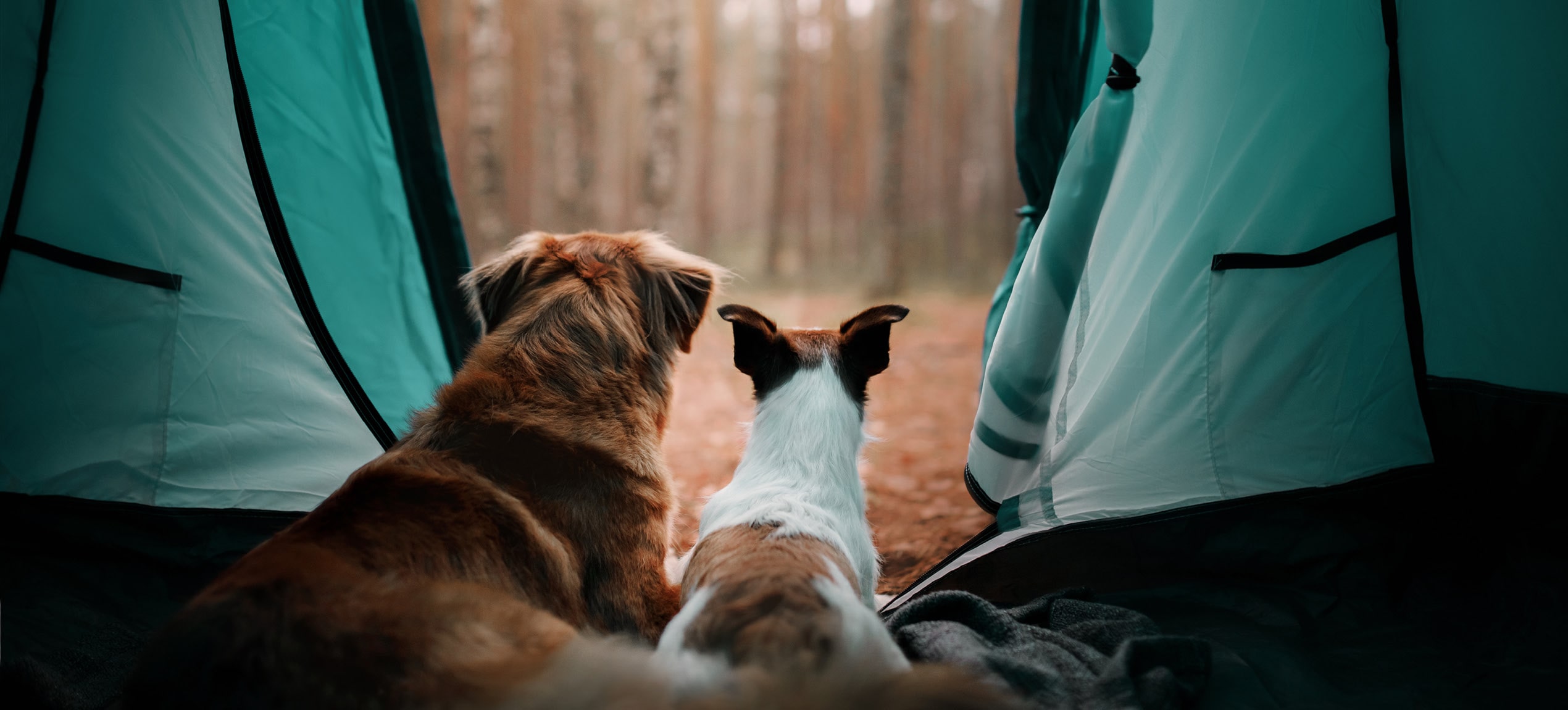 To hunder ligger i et telt
