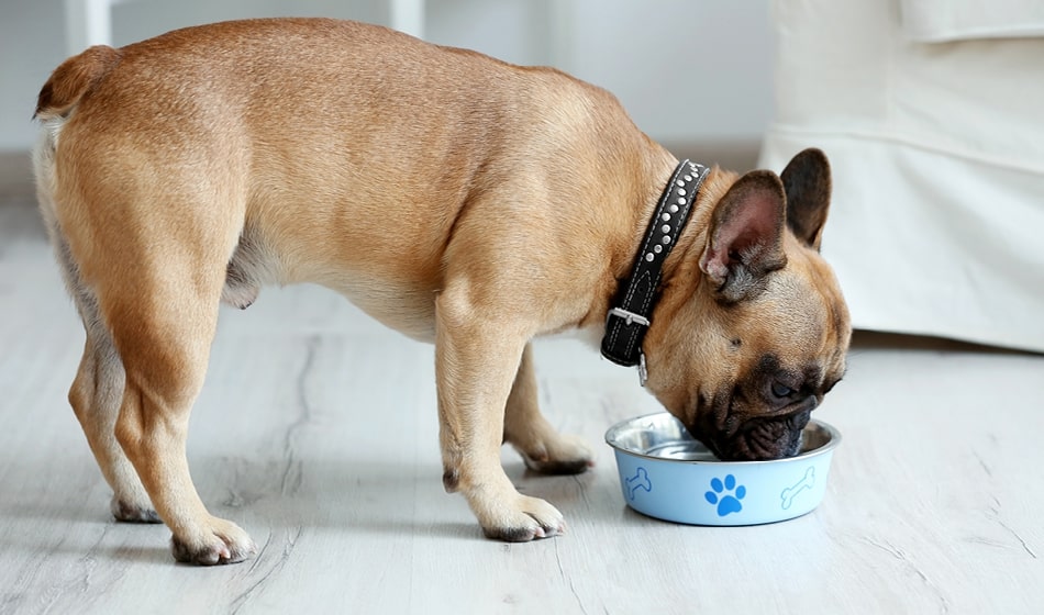 Hund som spiser fra matskålen
