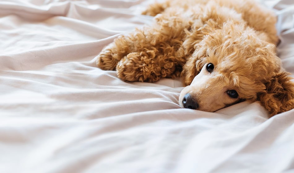 Buddybloggen: 5 tegn på at du har en deprimert hund